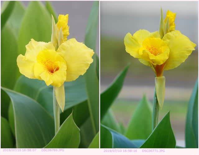カンナ 散歩写真 カンナ 散歩写真