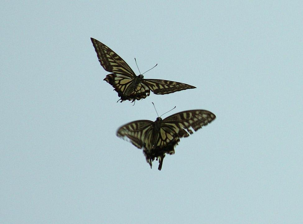 蝶の舞の画像