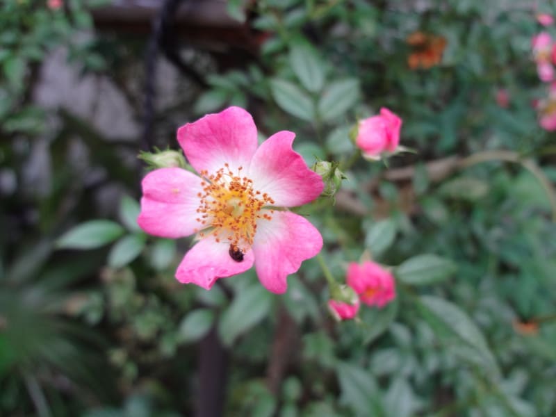 一重のミニバラ開花 Tokotoko花日記 一重のミニバラ開花 Tokotoko花日記