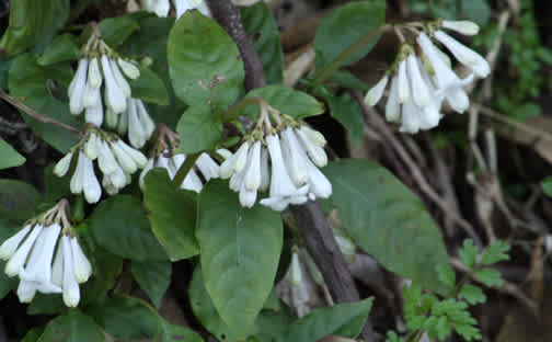 林縁崖に白い花 サツマイナモリ 野の草花52 おにぎり2個の里みち歩き 農山漁村の今昔物語 林縁崖に白い花 サツマイナモリ 野の草花52 おにぎり2個の里みち歩き 農山漁村の今昔物語