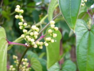長芋の花 つむじ風通信