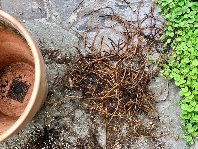 ラナンキュラスラックス 球根の掘り上げ 傷んだテッセンの植え替え 雑木と宿根草とクレマチスの小さな庭づくり
