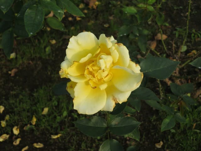 香りの高い黄金色のバラ ドゥフト ゴールド 薔薇シリーズ76 野の花 庭の花 香りの高い黄金色のバラ ドゥフト ゴールド 薔薇シリーズ76 野の花 庭の花