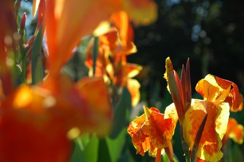 canna001.jpg: 赤いカンナの花