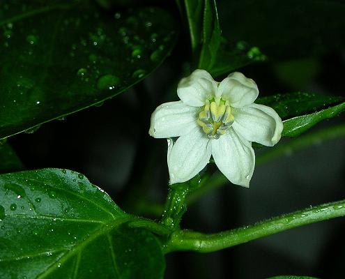 ピーマンの花びらは何枚 Ichii島大賑わい Colors Of Breath ピーマンの花びらは何枚 Ichii島大賑わい Colors Of Breath
