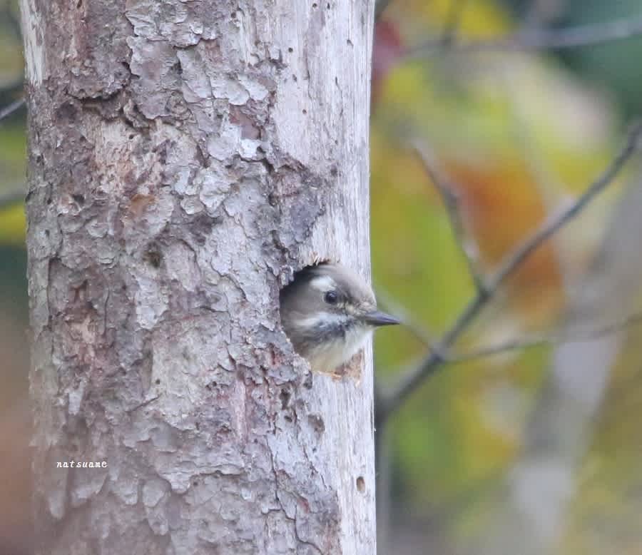 コゲラ 巣作りその後 夏の雨