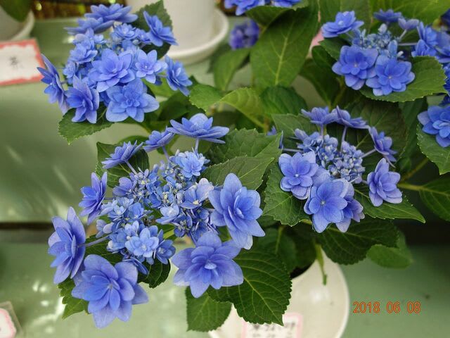 イメージ 5