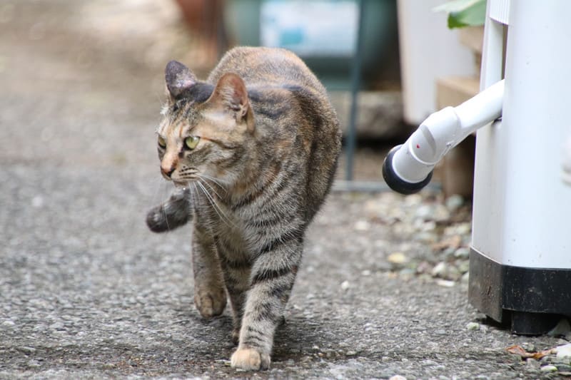 みかんちゃんの朝 ハイブリッドな生活 旧ルノーな生活