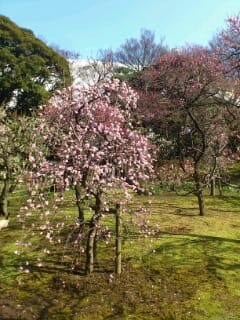 小石川後楽園梅見