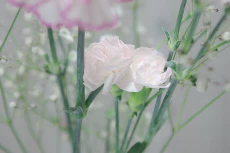 カーネーションの白花 母への愛情を示す清らかな花は5月9日の誕生花 Aiグッチ のつぶやき