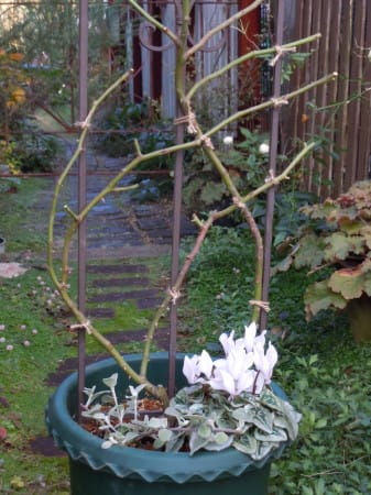 オススメの鉢植えつるバラの誘引 小さな庭の小さな幸せ チャッピーのバラ庭より