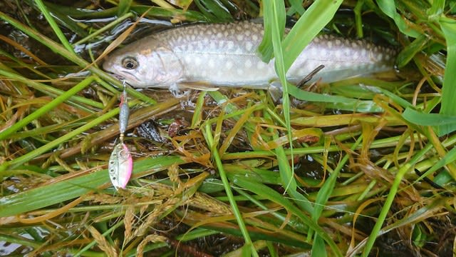 網走川で川釣り 釣り好きの2児の父のブログ 網走川で川釣り 釣り好きの2児の父のブログ