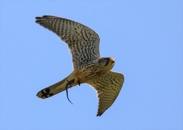 チョウゲンボウ飛翔 日々野鳥 チョウゲンボウ飛翔 日々野鳥