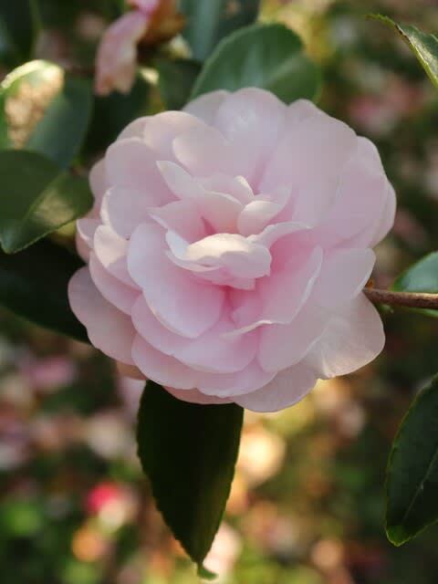 ピンクの八重の山茶花 乙女サザンカ 椿山茶花シリーズ 15 野の花 庭の花