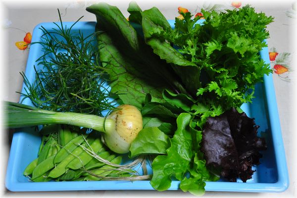 採れたて野菜 2009年5月1日