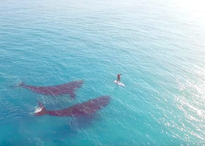 video ballenas surf