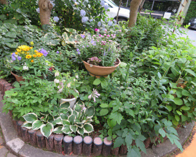 6 15 エリア５作業後の花壇 キキョウの寄せ植え鉢他 ｎｉｗａ ｎｉｈａ ｈａｎａ 庭には花