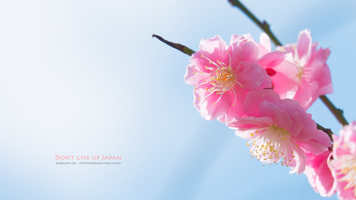梅の花が咲く 壁紙ing管理人の写真ブログ