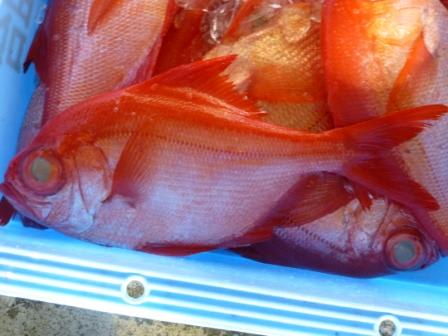 ナンヨウキンメ チーム駿河湾