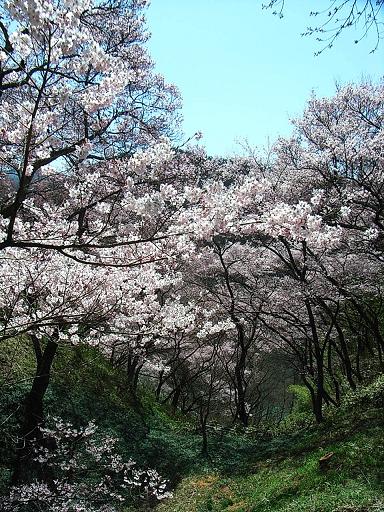 お花見レポート 天下第一の桜 高遠コヒガンザクラ Tomoalohaのaloha な日々