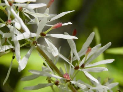 マルバアオダモの花に近づいて 多摩の自然 写真散歩