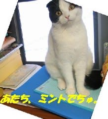 ミントはｐｃがすき ラナは ねこじゃらかし