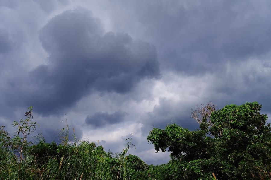 黒雲とグアバの実 人外花境 黒雲とグアバの実 人外花境
