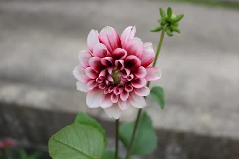 やっと花開くダリア そらまめ 楽しみのかけら探し やっと花開くダリア そらまめ 楽しみのかけら探し