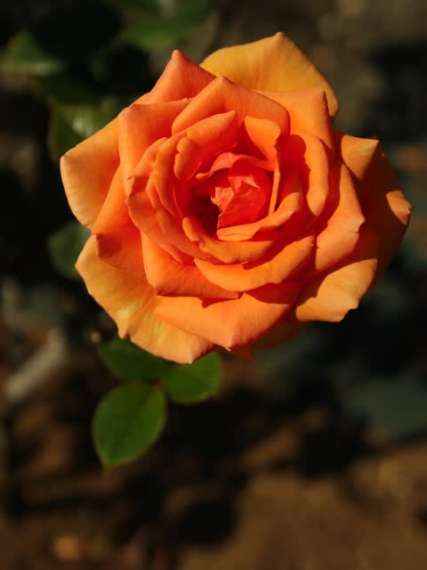 オレンジ色と茶色のブレンドのバラ アシュラム 秋バラ シリーズ 124 野の花 庭の花