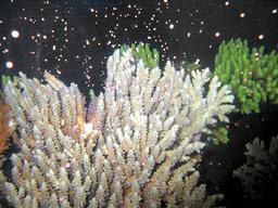 満月の光が 合図 サンゴ産卵の謎とけた クインズランド大学 オーストラリア ラットは今日も きみのために