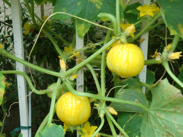 レモンキュウリと水耕トマト 千葉で趣味の野菜作り
