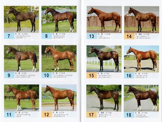 hbaセレクションセール2010 の1歳上場馬写真集が発行 サラブレッドセール せり市場 馬市 種牡馬 の最新情報 By馬市 Com hbaセレクションセール2010 の1歳上場馬写真集が発行 サラブレッドセール せり市場 馬市 種牡馬 の最新情報 By馬市 Com