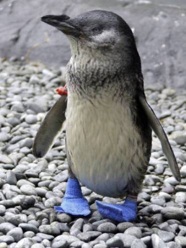 靴を履いたペンギンが登場 ニュージーランド 言いたい放題