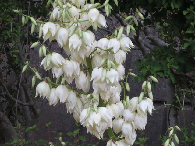 春の開花を迎えたアツバキミガヨラン 名前は仰々しいが 野の花 庭の花