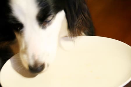 bordercollie_ボーダーコリー