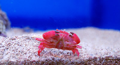 カニ ペンギンビレッジぶろぐ 水中たより 大泉店 カニ ペンギンビレッジぶろぐ 水中たより 大泉店