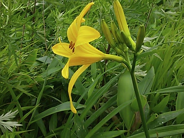 ササユリはユリ科 となりのパンダの独り言 ササユリはユリ科 となりのパンダの独り言