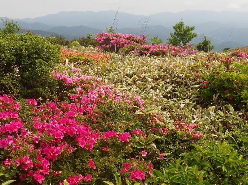 ミヤマキリシマの天山 マイクロツーリズム で稜線の花の宴を楽しむ 一日の王