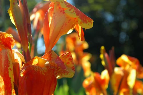 canna002.jpg: 赤いカンナの花