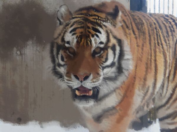 虎の写真をつかって寅年年賀状をつくろう 旭山動物園画廊