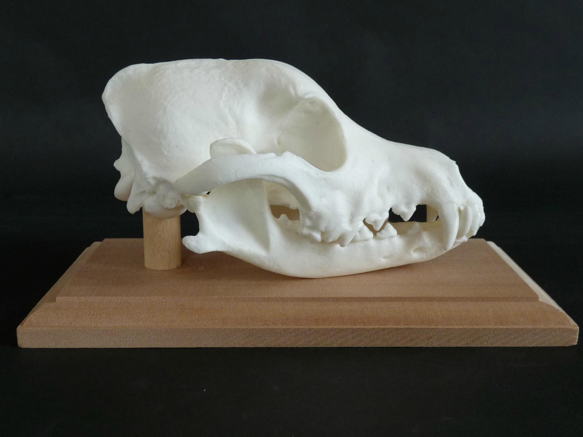 犬 の 頭蓋骨