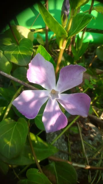 紫色の風車が回っていました 神戸 観音山 サンタさんの草花