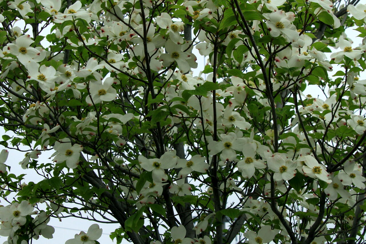 花水木　（白）の画像