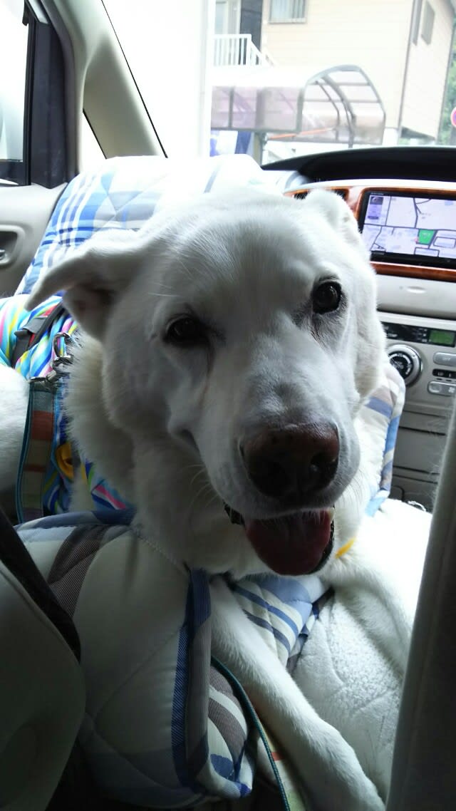 お祭りのお出かけ 愛犬ベートーベン15歳