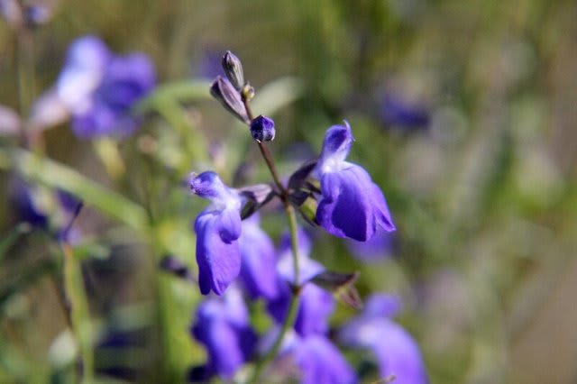 コバルトセージ A子の花園 コバルトセージ A子の花園