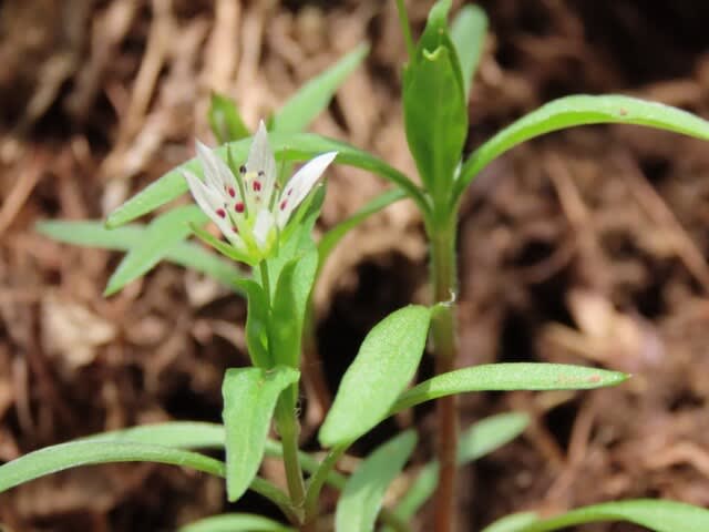 高ボッチ高原・鉢伏山で最近咲いている花 ヒゲネワチガイソウ(髭根輪違草)