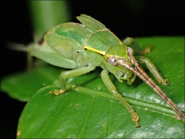 アオマツムシ 終齢幼虫の脱皮 自然となかよしおじさんの ごった煮記