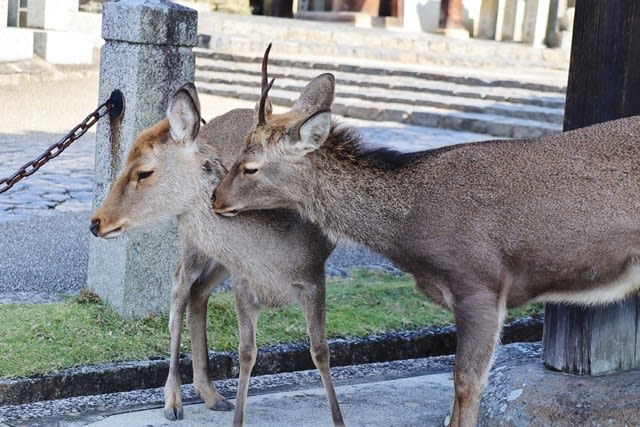奈良公園での可愛い出会い 鹿 野鳥 おとろ日記