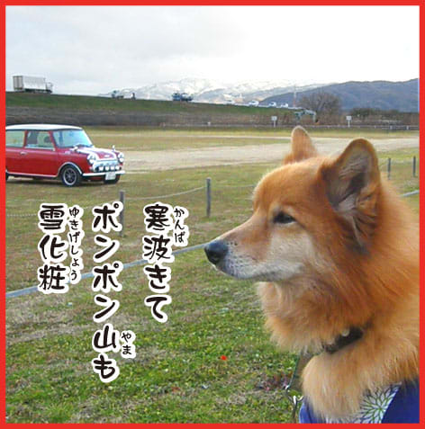 すごい顔 迫力あるぜ デビル鈴 雑種犬 風 ふう のひとりごと すごい顔 迫力あるぜ デビル鈴 雑種犬 風 ふう のひとりごと