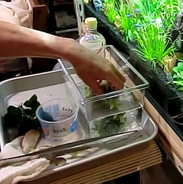 お酢で苔退治 めざせ 横着者の90cm水槽 お酢で苔退治 めざせ 横着者の90cm水槽